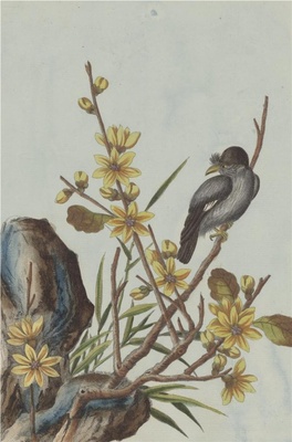 中国自然历史绘画·植物花鸟图谱(辑2)-59 腊梅