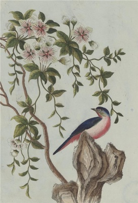 中国自然历史绘画·植物花鸟图谱(辑2)-58 史君子
