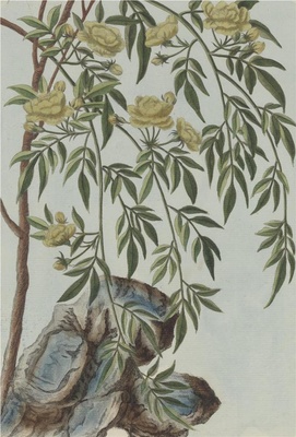中国自然历史绘画·植物花鸟图谱(辑2)-60 木香花