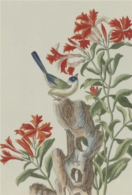 中国自然历史绘画·植物花鸟图谱(辑2)-61 剪秋萝