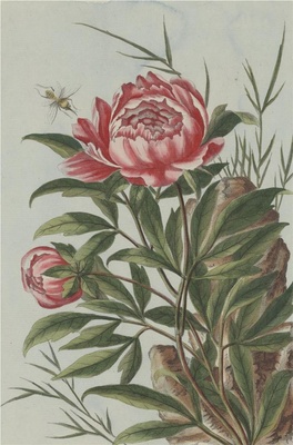 中国自然历史绘画·植物花鸟图谱(辑2)-54 芍药花