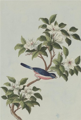 中国自然历史绘画·植物花鸟图谱(辑2)-55 栀子花