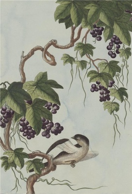 中国自然历史绘画·植物花鸟图谱(辑2)-52 野葡萄