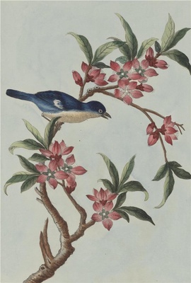 中国自然历史绘画·植物花鸟图谱(辑2)-49 单瓣桃