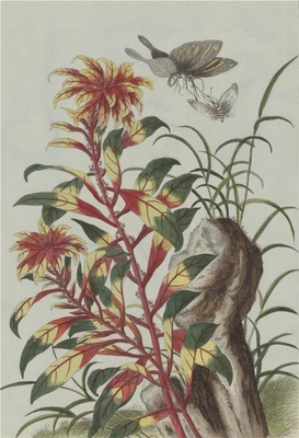 中国自然历史绘画·植物花鸟图谱(辑2)-53 十样锦