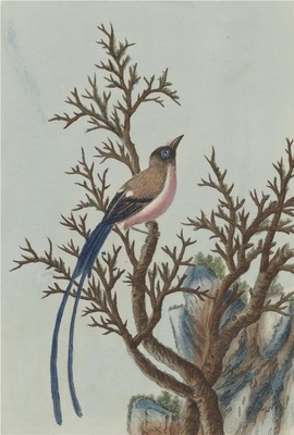 中国自然历史绘画·植物花鸟图谱(辑2)-48 铁树