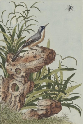 中国自然历史绘画·植物花鸟图谱(辑2)-51 吉祥草