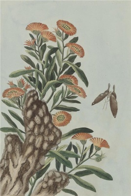 中国自然历史绘画·植物花鸟图谱(辑2)-47
