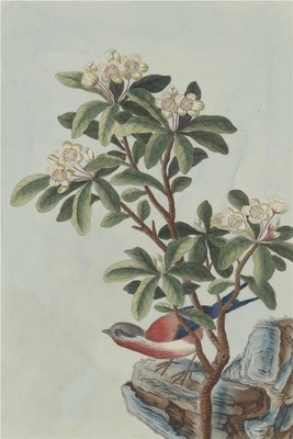 中国自然历史绘画·植物花鸟图谱(辑2)-46 海桐花