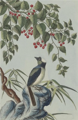 中国自然历史绘画·植物花鸟图谱(辑2)-43