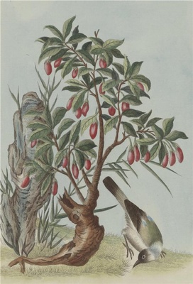中国自然历史绘画·植物花鸟图谱(辑2)-44 枸杞子
