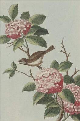 中国自然历史绘画·植物花鸟图谱(辑2)-45 粉团花