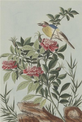 中国自然历史绘画·植物花鸟图谱(辑2)-41 荼蘼花