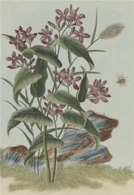 中国自然历史绘画·植物花鸟图谱(辑2)-42