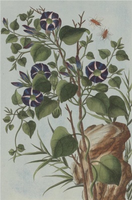 中国自然历史绘画·植物花鸟图谱(辑2)-39