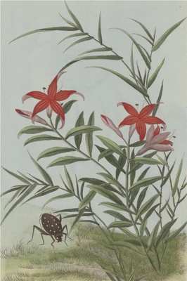 中国自然历史绘画·植物花鸟图谱(辑2)-40