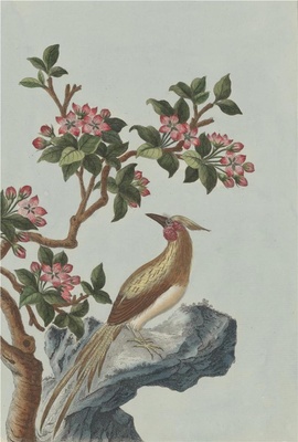 中国自然历史绘画·植物花鸟图谱(辑2)-36 郁李花