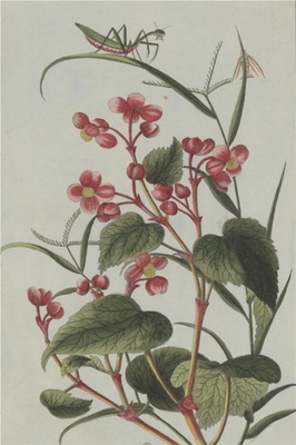 中国自然历史绘画·植物花鸟图谱(辑2)-35 秋海棠