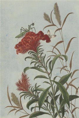 中国自然历史绘画·植物花鸟图谱(辑2)-33 鸡冠花