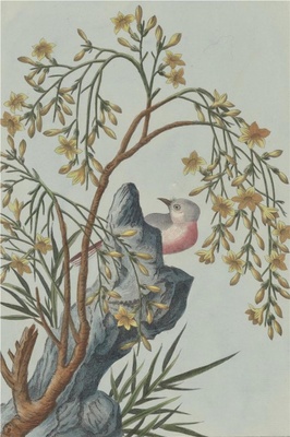 中国自然历史绘画·植物花鸟图谱(辑2)-32 迎春花