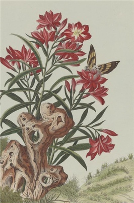 中国自然历史绘画·植物花鸟图谱(辑2)-30 夹竹桃