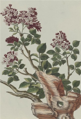 中国自然历史绘画·植物花鸟图谱(辑2)-29 紫丁香