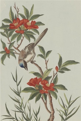 中国自然历史绘画·植物花鸟图谱(辑2)-28 榴花