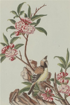 中国自然历史绘画·植物花鸟图谱(辑2)-26 千叶桃