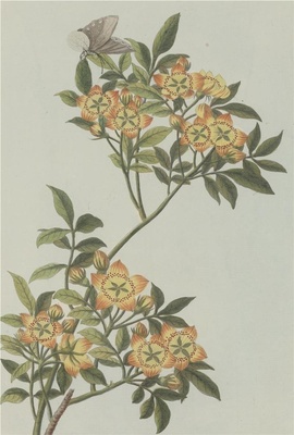 中国自然历史绘画·植物花鸟图谱(辑2)-25 金丝桃