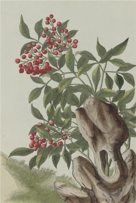 中国自然历史绘画·植物花鸟图谱(辑2)-24 兰天竹