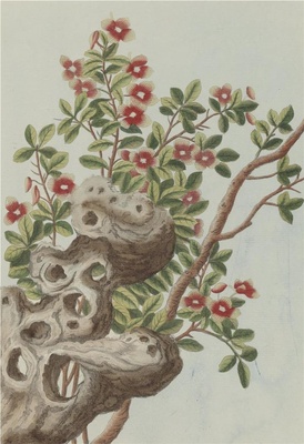 中国自然历史绘画·植物花鸟图谱(辑2)-20 金雀
