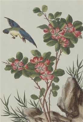 中国自然历史绘画·植物花鸟图谱(辑2)-22 海棠