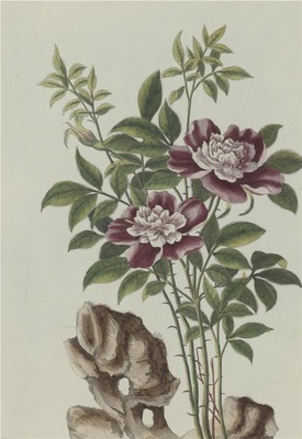 中国自然历史绘画·植物花鸟图谱(辑2)-21 玫瑰花