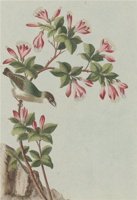 中国自然历史绘画·植物花鸟图谱(辑2)-19 锦带