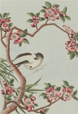 中国自然历史绘画·植物花鸟图谱(辑2)-18 杏花