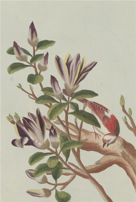 中国自然历史绘画·植物花鸟图谱(辑2)-9 辛夷