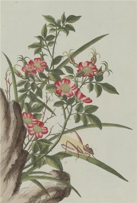 中国自然历史绘画·植物花鸟图谱(辑2)-8 野蔷薇