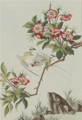 中国自然历史绘画·植物花鸟图谱(辑2)-3 红梨花