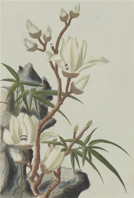 中国自然历史绘画·植物花鸟图谱(辑2)-4 玉兰