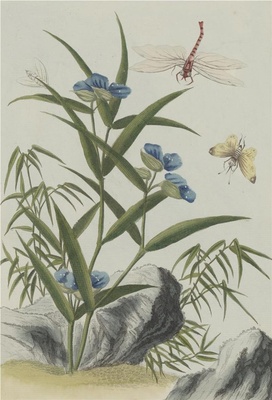 中国自然历史绘画·植物花鸟图谱(辑2)-6 淡竹花