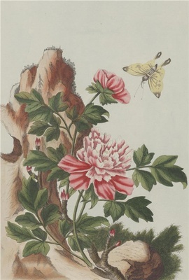 中国自然历史绘画·植物花鸟图谱(辑2)-5 牡丹花