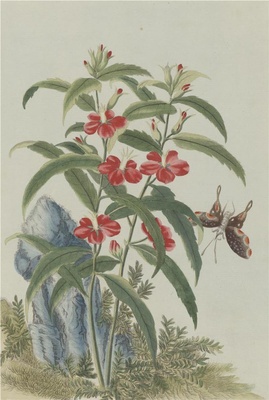 中国自然历史绘画·植物花鸟图谱(辑2)-1