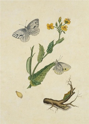中国自然历史绘画·植物花鸟图谱(辑1)-50