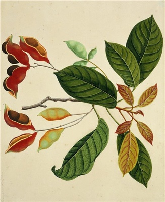 中国自然历史绘画·植物花鸟图谱(辑1)-51