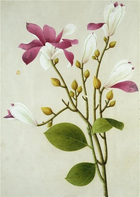 中国自然历史绘画·植物花鸟图谱(辑1)-49
