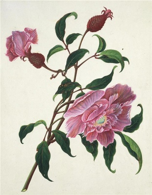 中国自然历史绘画·植物花鸟图谱(辑1)-52