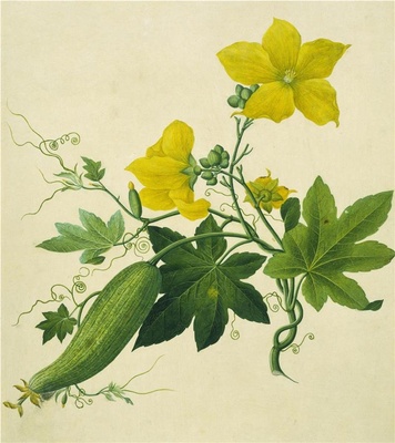 中国自然历史绘画·植物花鸟图谱(辑1)-53