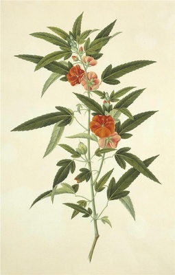 中国自然历史绘画·植物花鸟图谱(辑1)-47