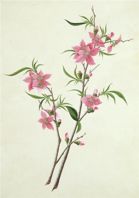 中国自然历史绘画·植物花鸟图谱(辑1)-48