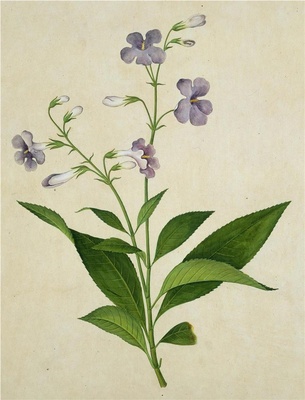 中国自然历史绘画·植物花鸟图谱(辑1)-43